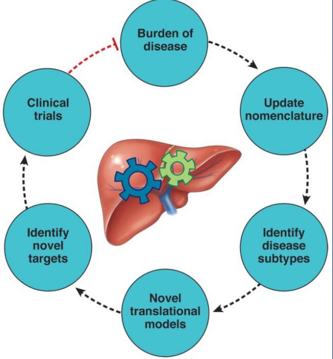 脂肪肝領(lǐng)域新進(jìn)展：MAFLD取代NAFLD命名有何意義？